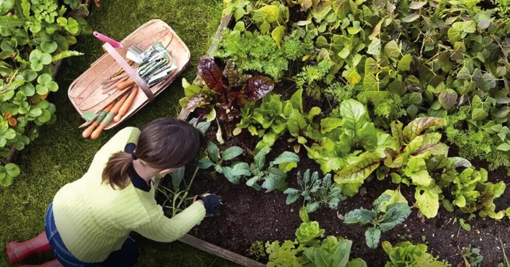 Farming banner- HOMZ