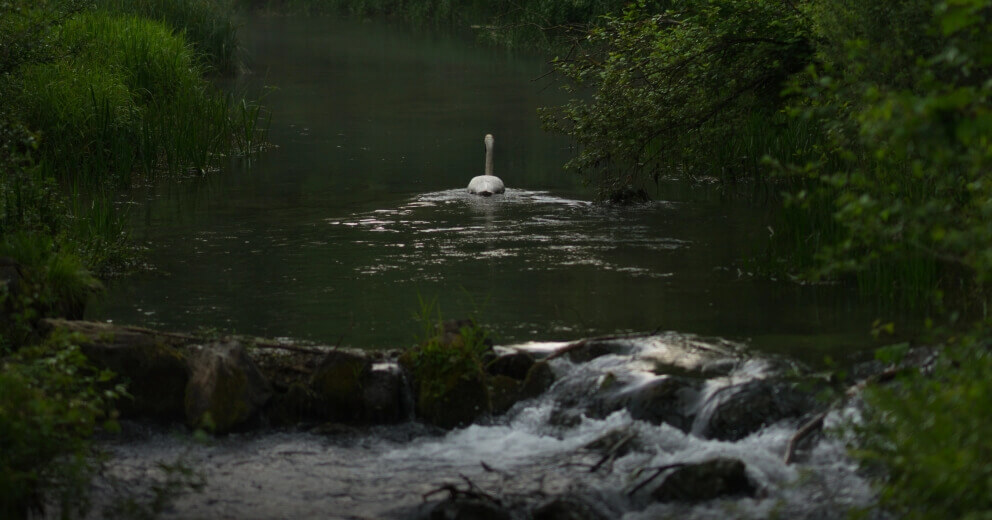 Green Spaces banner- HOMZ