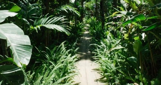 Miyawaki Forest by HOMZ